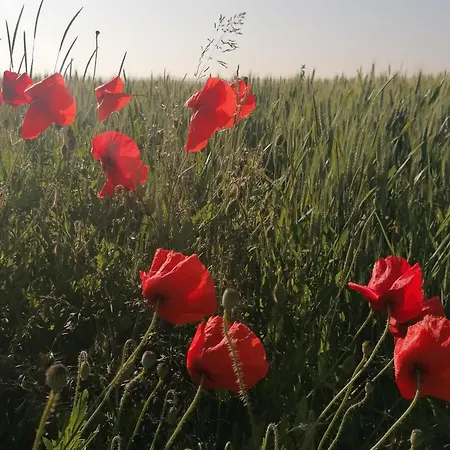 度假居 Cosy Avec Jardin, Parking Et Recharge Ve Aux Portes Des Vosges - Fr-1-584-16