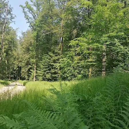 Cosy Avec Jardin, Parking Et Recharge Ve Aux Portes Des Vosges - Fr-1-584-16 度假居 Barbas