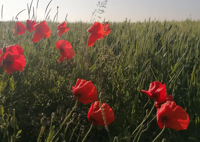 Prázdninový dům Cosy Avec Jardin, Parking Et Recharge Ve Aux Portes Des Vosges - Fr-1-584-16